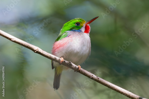 Cute cuban tody - todus multicolor perched at light brown background. Photo from Playa Larga in Cuba. Cuban tody is endemic cuban bird. photo