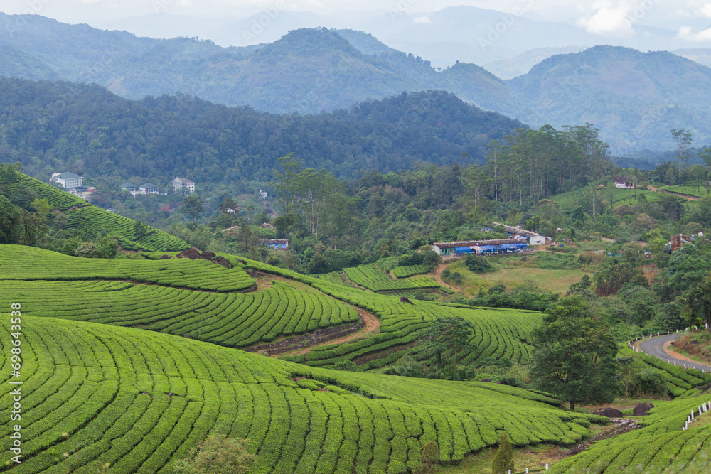 Tea plantation in Munnar a tourist place in Kerala.