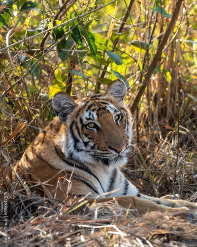 eye level shot of wild female bengal tiger or tigress or panthera tigris close up or portrait eye contact in cold winter season safari at jim corbett national park forest reserve uttarakhand india