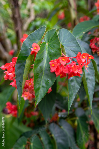 Close up of  Dragon Wing Red Begonia with raindrops on the leaves in Kauai, Hawaii, United States.
