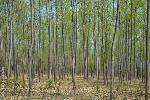 Hefei City, Anhui Province-Binhu Forest Wetland Park-Trees in the forest