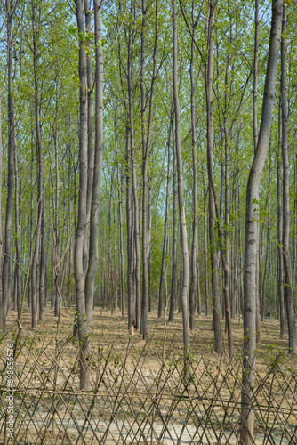 Hefei City  Anhui Province-Binhu Forest Wetland Park-Trees in the forest
