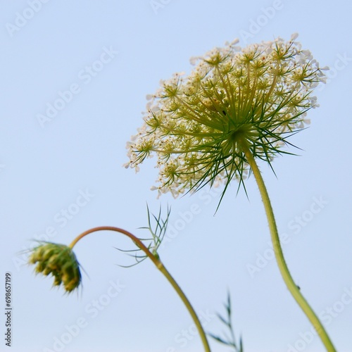 Queen Anne's Lace photographed at close proximity, selectively focused and isolated on black.