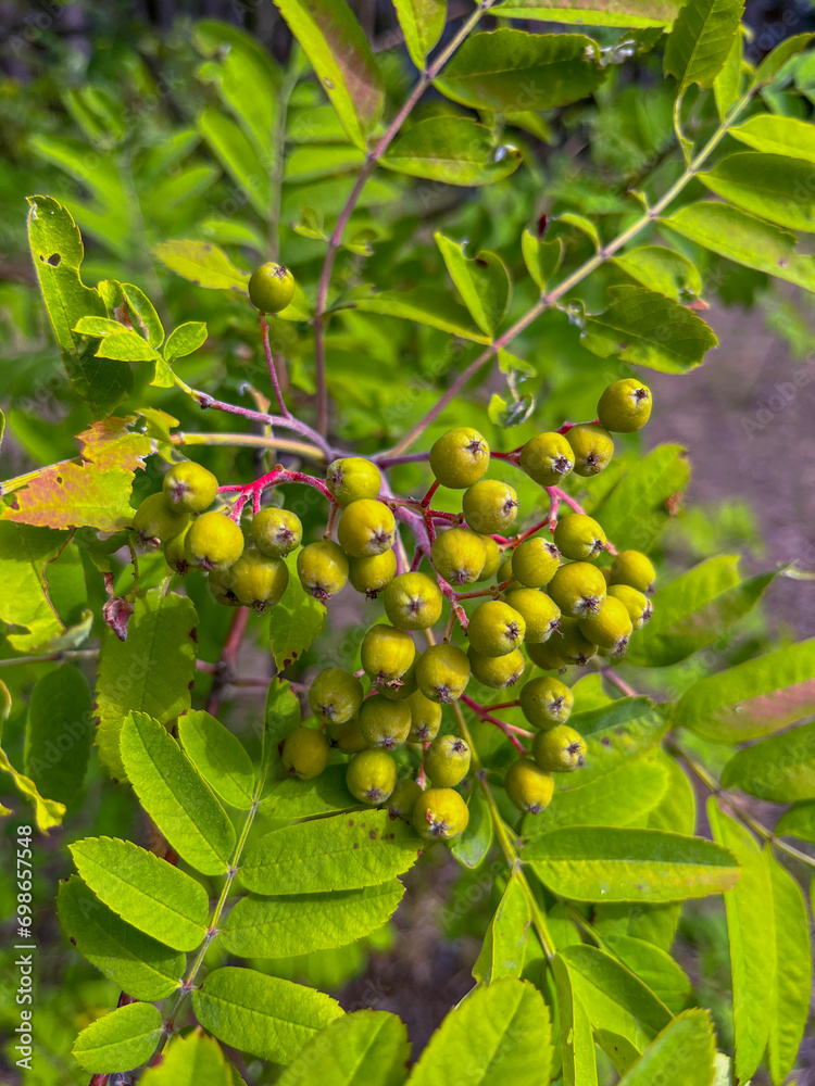 green rowan fruits ripen on the tree green rowan fruits ripen on the tree