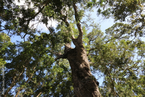 woodville big tree old outentiqua yellowwood