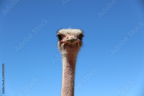 ostrich head in the sky