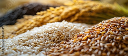 rice grain consistency photo