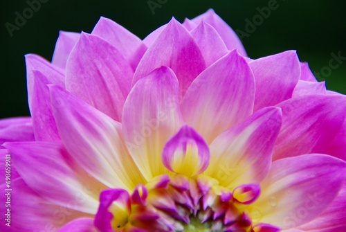 beautiful garden zinnia flower closeups