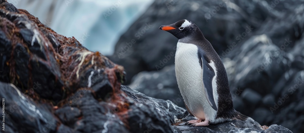 Fototapeta premium Portly penguin perches among Antarctic rocks