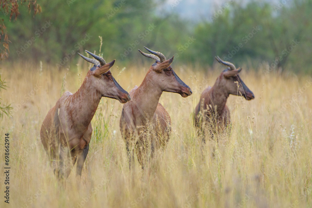 Obraz premium Red Hartebeest
