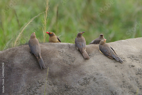 Buphagus erythrorhynchus, Rotschnabel-Madenhacker, Red-billed oxpecker  photo