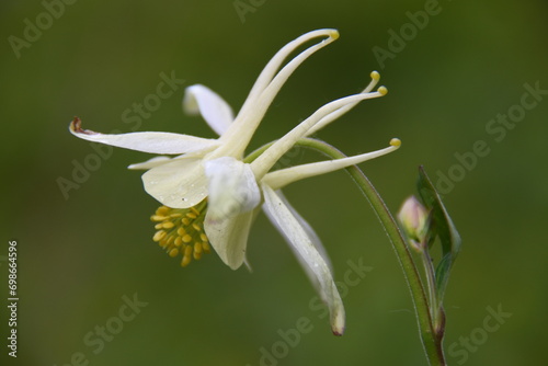 Wild columbine flower found in the mountains of Grand Teton © Cecelia