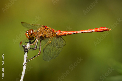 Sympetrum meridoniale