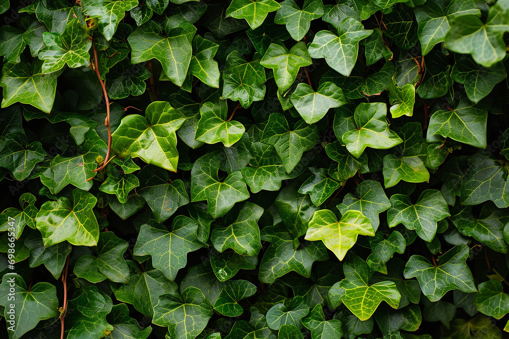 Ivy wall pattern Ivy wall pattern