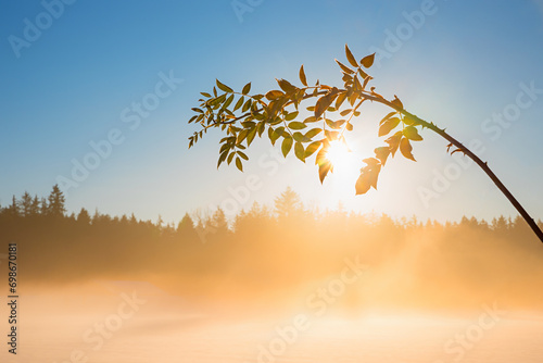 twig of a wild rose, lighted in bright morning sun with fog and blue sky photo