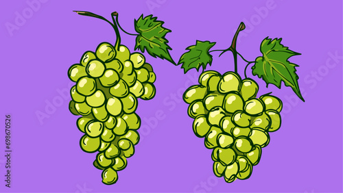 Set of Grapes fruit, Vector illustration in one line sketch style, flat hand drawn sketch, Colorful fruit with shadow and light, isolated on colored background.
