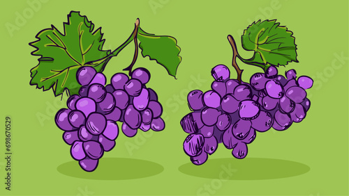 Set of Grapes fruit, Vector illustration in one line sketch style, flat hand drawn sketch, Colorful fruit with shadow and light, isolated on colored background.