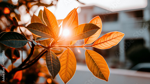 orange autumn leaves with sunlight shinning through - Generative Ai photo