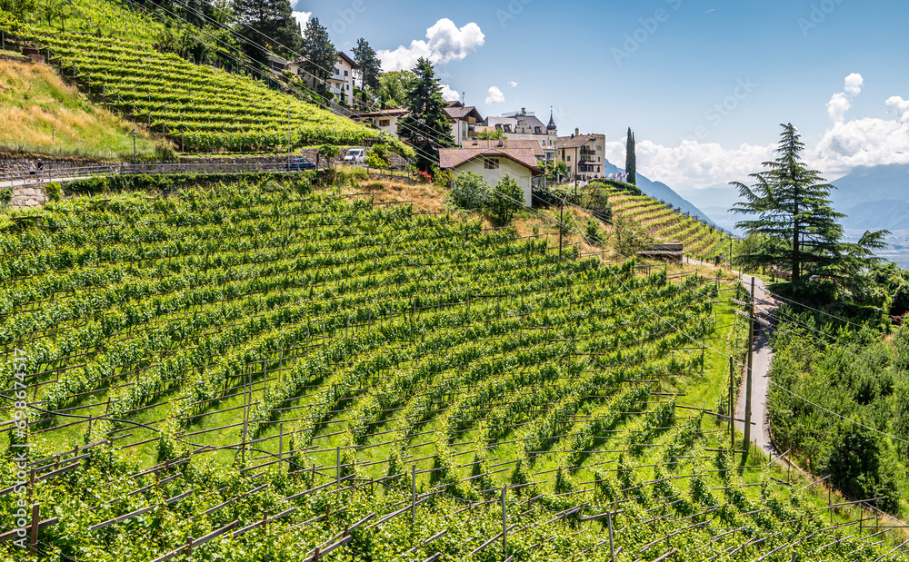 vineyards in summer season in Passeiertal valley near Merano in South Tyrol, Trentino Alto Adige, northern Italy, Europe. Dorftirol village - obrazy, fototapety, plakaty 