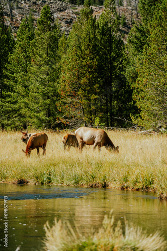 Elk  Cervus canadensis   Eating in forest at Upper Geyser Basin in Yellowstone National Park