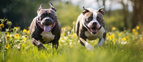 Blue-haired dogs of American Staffordshire Terrier and American Bully breeds playing outdoors on lush grass. photo