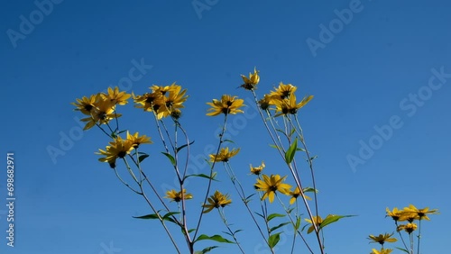 FU 2022-10-09 Blumenfeld Vid 6 Topinamburblüten wiegen sich im blauen Himmel photo