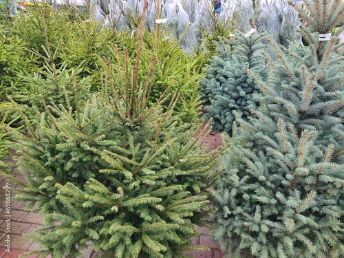 Christmas trees for sale at market