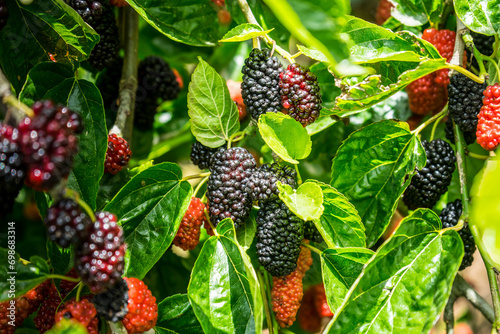 Mulberry fruit and tree. Black ripe and red unripe mulberries tree on the branch. Fresh and Healthy mulberry fruit. photo