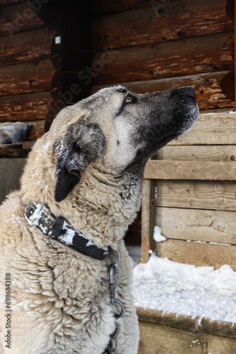 portrait of a dog looking up, a dog on the background of a wooden house, a protector, a guard