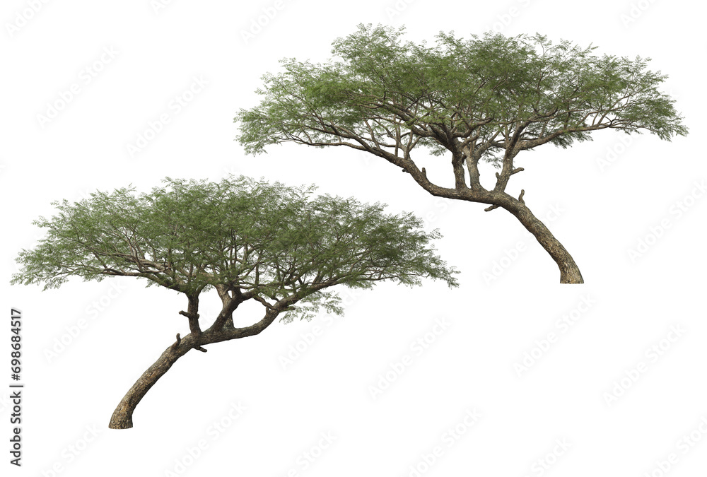 Fototapeta premium Big tree on transparent background