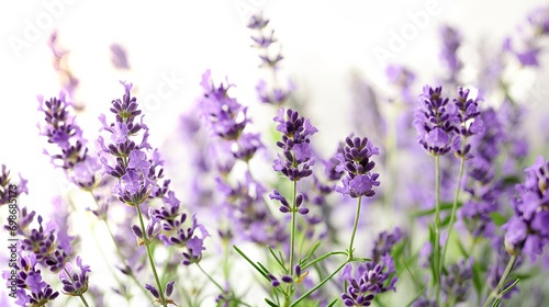 Valentine s Lavender Flowers  A Beautiful White Background Display