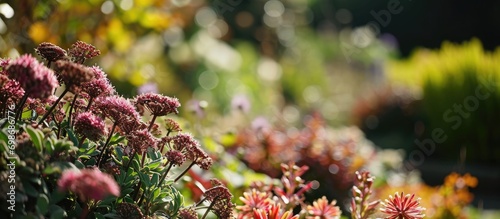 Stonecrop 'Autumn Joy' in a cottage garden in rural Devon, England