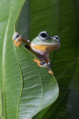 Wallace's flying frog (Rhacophorus nigropalmatus), also known as the gliding frog or the Abah River flying frog