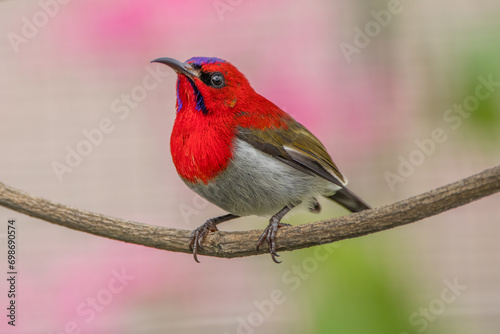 The crimson sunbird (Aethopyga siparaja) is a species of bird in the sunbird family which feed largely on nectar.