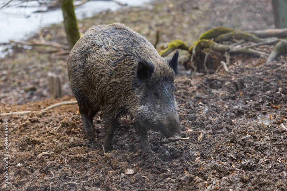 Wild boar - Sus scrofa - in the forest and by the in its natural habitat. Photo of wild nature. Wild boar - Sus scrofa - in the forest and by the in its natural habitat. Photo of wild nature.