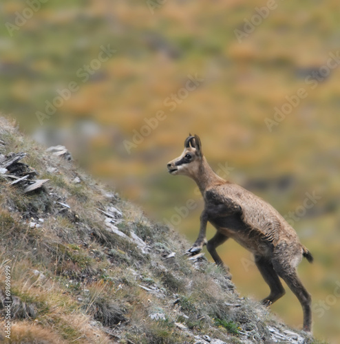 Wild alpine goat or alpine chamois (Rupicapra rupicapra) looking into camera, standing on a rocky ridge against alpine slopes background, Alps Mountains, Italy. July.