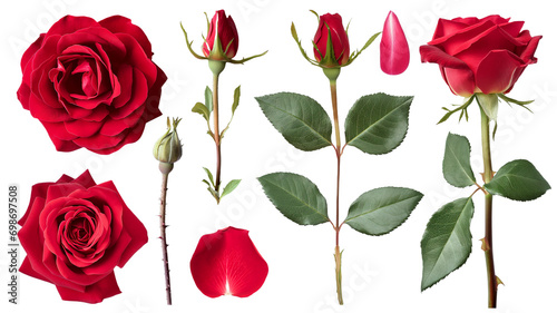 Different part of red rose flower, green leaves, isolated on transparent background #698697508