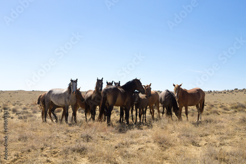 Fototapeta Naklejka Na Ścianę i Meble -  Horses breeding in Mangystau, Torish area, Kazakhstan