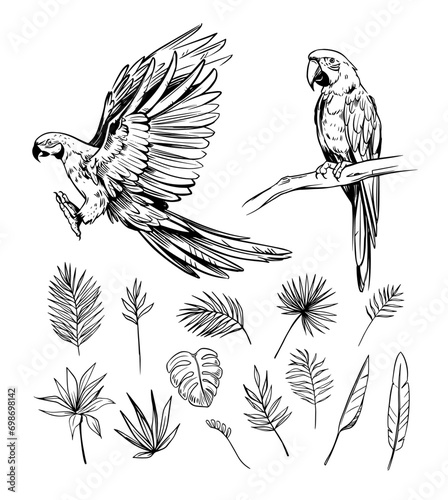 macaw parrot, tropical bird, parrot. Set of vector illustrations, sketches. diy objects for pattern design