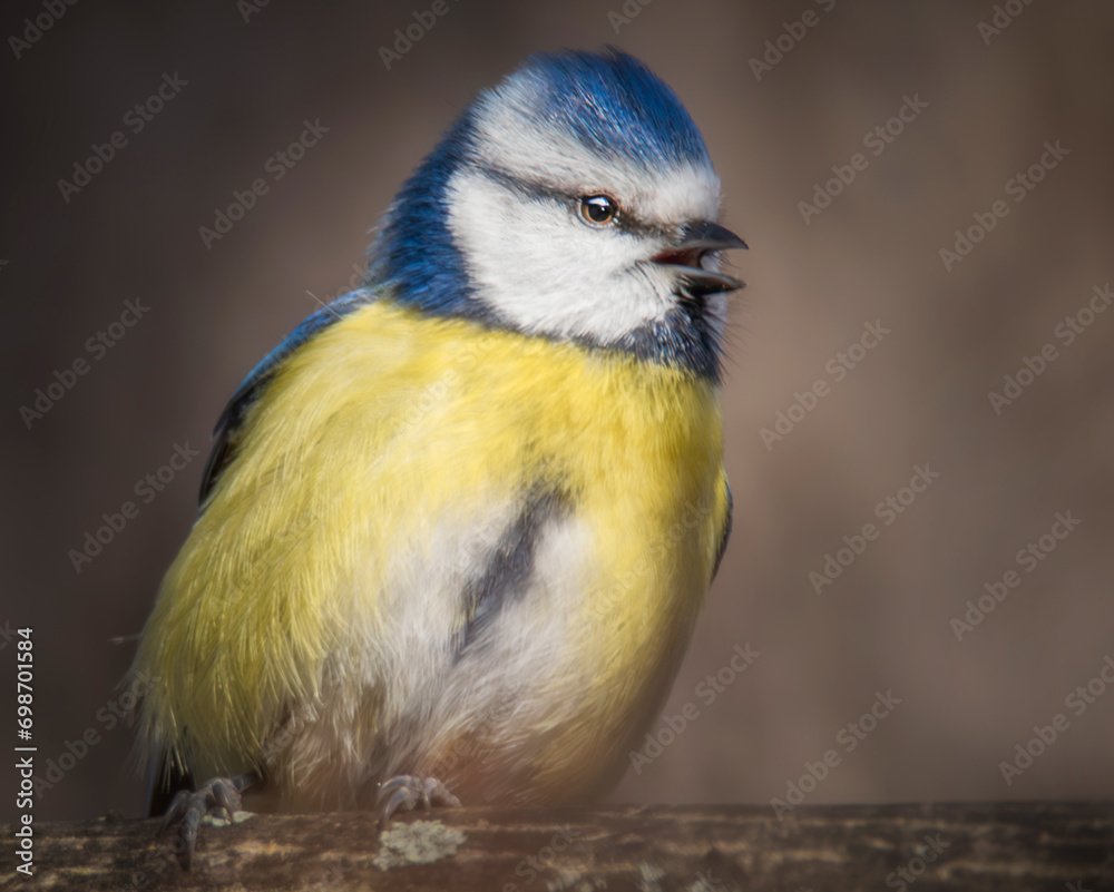 Obraz premium Singende Blaumeise auf einem Ast