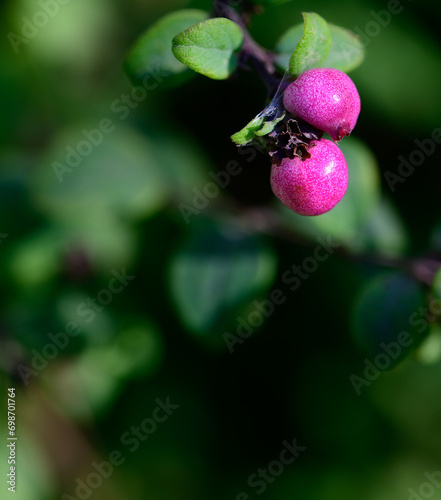 Snowberry Magical Galaxy - Latin name - Symphoricarpos x doorenbosii Magical Sweet. Mother of Pearl bush. Beautiful garden plant for winter with red or pink berries. Pink berry. photo