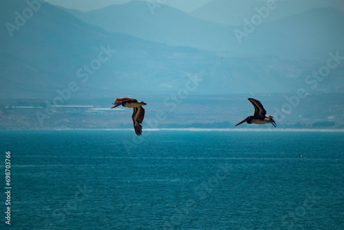 Aves en vuel en coquimbo - chile photo