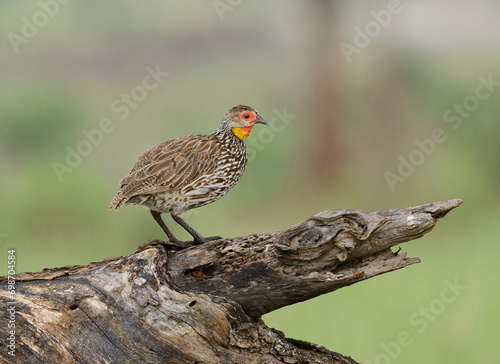 Yellow-throated sandgrouse (Pterocles gutturalis)