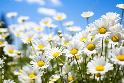 Field of daisy flowers on a sunny day © eyetronic
