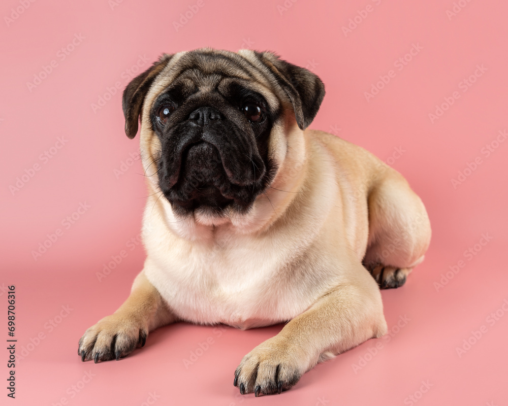 Cute Pug dog sitting on pink background.