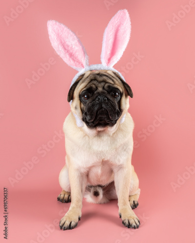 Funny Pug dog wearing Easter bunny ears on pink background. © Paopano