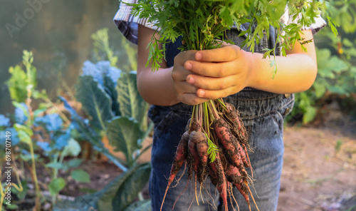 purple carrots in the hands of a little farmer boy in the garden photo