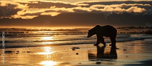 Sunrise at Silver Salmon Creek in Alaska, showcasing a silhouette of a mature grizzly bear on the beach.
