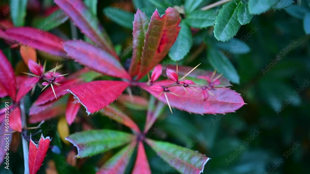 Red Berberis Gagnepainii Ferspray. Spiny red single leaf Red Berberis Gagnepainii Ferspray. Spiny red single leaf