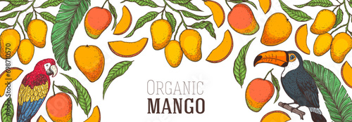 Ripe mango, palm leaves, parrot and toucan bird. Hand drawn vector illustration. Tropical fruit. Packaging design, menu design, juice packaging. Mango frame.